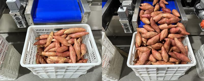 images/1705649679083sweet potato grading line.jpg